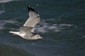 View of American Herring Gull, Larus smithsonianus, in flight Royalty Free Stock Photo
