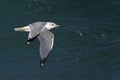 View of American Herring Gull, Larus smithsonianus, flying Royalty Free Stock Photo
