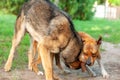 View on an american staffordshire terrier and a german shepherd dog while fighting Royalty Free Stock Photo