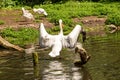 View of an American white pelican with its wings spread, Pelecanus erythrorhynchos Royalty Free Stock Photo