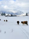 The view of Amphiteather of Transilvanya in winter time