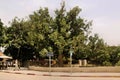 A view of the Anchient town of Jericho showing a Sycamore tree Royalty Free Stock Photo