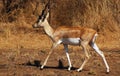 View of an antelope.