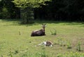 View on a antelope and its newborn lying on a grass area Royalty Free Stock Photo