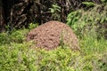 View of an anthill in the European Alps with high mountains and forests Royalty Free Stock Photo