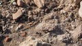 View of ants on stone Camponotus herculeanus, Israel