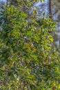 View of an apple tree with fruit detail and blurred background