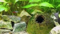 View on aquarium landscape, Megalechis, callichthydae catfish cleaner hide in his cave