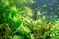 View of the aquarium with lush vegetation and fish Royalty Free Stock Photo