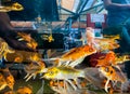 View through aquarium with yellow ornage koi fishes into market store