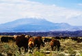 View on Ararat from Turkey Royalty Free Stock Photo
