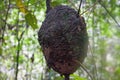 View of an Arboreal Termite nest hanging from a tree Royalty Free Stock Photo