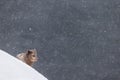 View of the arctic fox in the snow at Hornstrandir Nature Reserve, Iceland