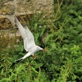 A view of an Arctic Tern