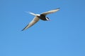 A view of a Arctic Tern in flight Royalty Free Stock Photo