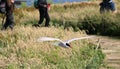A view of an Arctic Tern in flight Royalty Free Stock Photo