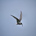 A view of an Arctic Tern in flight Royalty Free Stock Photo
