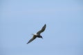 A view of a Arctic Tern in flight Royalty Free Stock Photo