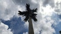 View of areca palm trees, sky. Royalty Free Stock Photo