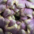 View of artichoke