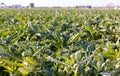 View of an artichoke growing on an plantation