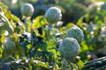 View of an artichoke growing on an plantation