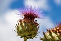 View of artichoke heads with flowers in bloom in the summer garden