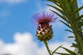 View of artichoke heads with flowers in bloom in the summer garden