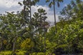 A view of artificial and real trees in the Gardens of the Bay in Singapore, Asia Royalty Free Stock Photo