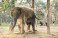Asian elephant throwing sand over its back with its trunk, dust bath, Chitwan National Park, Nepal Royalty Free Stock Photo