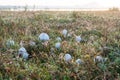 View on white mushrooms on field on early morning. Royalty Free Stock Photo