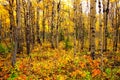 View through an aspen forest with vibrant autumn leaves