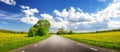 View of the asphalt road with beautiful trees and with field of fresh green grass and dandelions. Royalty Free Stock Photo