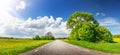 View of the asphalt road with beautiful trees and with field of fresh green grass and dandelions. Royalty Free Stock Photo
