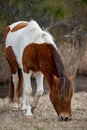 An Assateague wild horse in Maryland