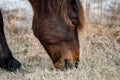 An Assateague wild horse in Maryland