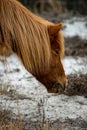 An Assateague wild horse in Maryland