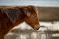 An Assateague wild horse in Maryland