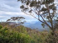 View of Australian Eucalypt Forest on the Prince Henry Cliff Track in the Blue Mountains of New south Wales