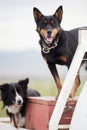 Australian Cattle dog, also known as a Blue Heeler and a Border Collie sheep dog