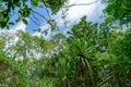 view into the australian jungle in beautiful weather and blue sky with white clouds