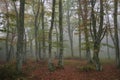 View of autumn beech forest with colored leaves and fog on morning day, Canfaito, Marche, Italy