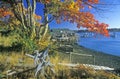 View of Autumn coastline in New Harbor, ME Royalty Free Stock Photo