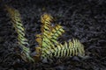 View of autumn-colored ferns