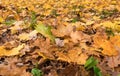 Autumn fallen leaves on grass