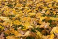 Autumn fallen leaves on grass