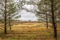 View of the autumn field and forest through the trunks of pine trees. Autumn landscape with rainy cloudy sky Royalty Free Stock Photo