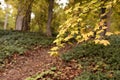 View of autumn forest, focus on branches with leaves