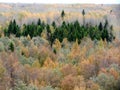 View of the autumn forest Royalty Free Stock Photo