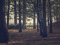 view through autumn forest on old castle